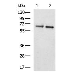ATG13 rabbit polyclonal antibody