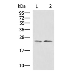 HPRT1 rabbit polyclonal antibody