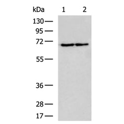 DBH rabbit polyclonal antibody