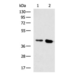 BMP2 rabbit polyclonal antibody