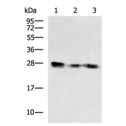 CLDN18 rabbit polyclonal antibody