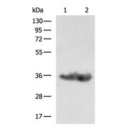 SYP rabbit polyclonal antibody
