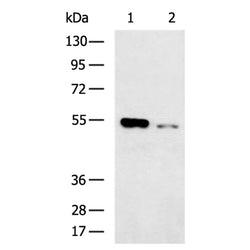 SHH rabbit polyclonal antibody