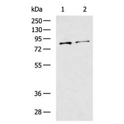 MFN1 rabbit polyclonal antibody
