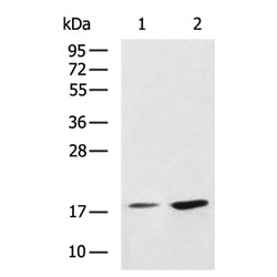 IFNA13 rabbit polyclonal antibody