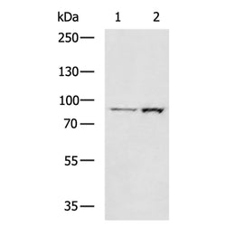 GRK2 rabbit polyclonal antibody