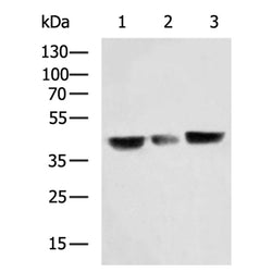 SYCE1 rabbit polyclonal antibody