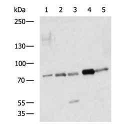 AOC3 rabbit polyclonal antibody