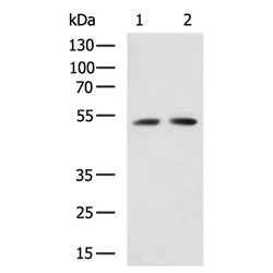 WDFY1 rabbit polyclonal antibody