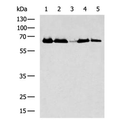 SLC8B1 rabbit polyclonal antibody