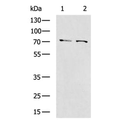 F2 rabbit polyclonal antibody