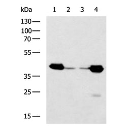HNRNPD rabbit polyclonal antibody