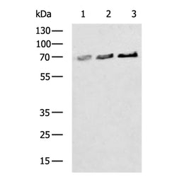 ZP1 rabbit polyclonal antibody