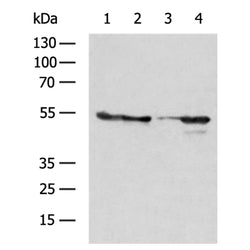 ACTR3 rabbit polyclonal antibody