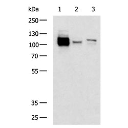 CNTN2 rabbit polyclonal antibody