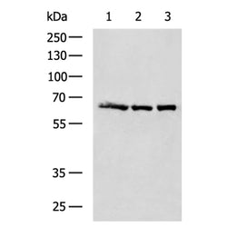 CASP8 rabbit polyclonal antibody