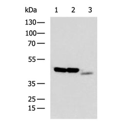 NCF1 rabbit polyclonal antibody