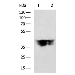 PON2 rabbit polyclonal antibody
