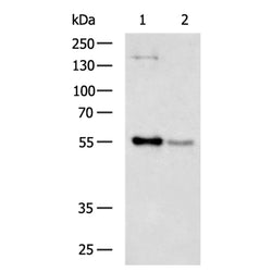 TOM1 rabbit polyclonal antibody