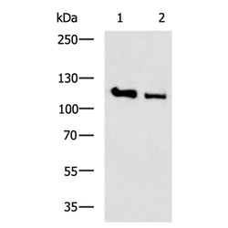 ANO1 rabbit polyclonal antibody