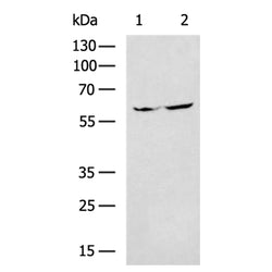 CFI rabbit polyclonal antibody