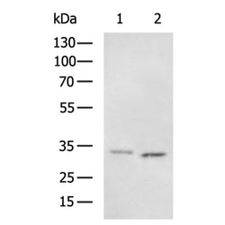 PEX26 rabbit polyclonal antibody