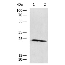 OAZ1 rabbit polyclonal antibody