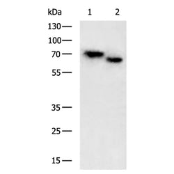 FUT8 rabbit polyclonal antibody