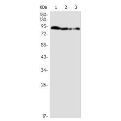 SV40 T Antigen rabbit monoclonal antibody