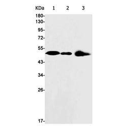 AAMP rabbit monoclonal antibody