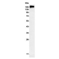 ABCB1 rabbit monoclonal antibody