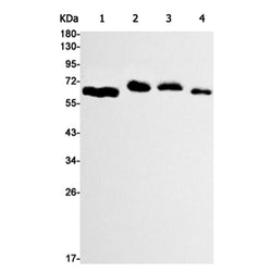 ABCE1 rabbit monoclonal antibody