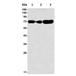 ABCG2 rabbit monoclonal antibody
