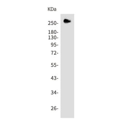 ACACA (phospho-Ser79) rabbit monoclonal antibody