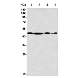 ACTL6A rabbit monoclonal antibody