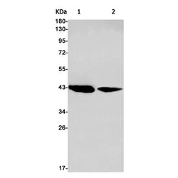 ADRM1 rabbit monoclonal antibody