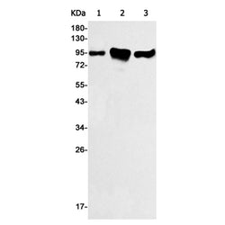 AGO2 rabbit monoclonal antibody