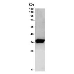 AGPS rabbit monoclonal antibody