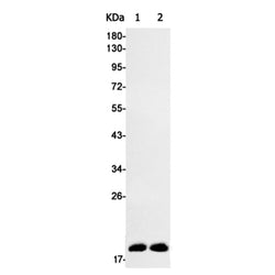 AGR2 rabbit monoclonal antibody