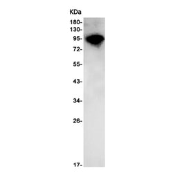 AHR rabbit monoclonal antibody