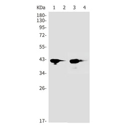 AHSA1 rabbit monoclonal antibody
