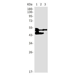 AHSG rabbit monoclonal antibody
