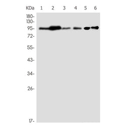 AKAP8 rabbit monoclonal antibody