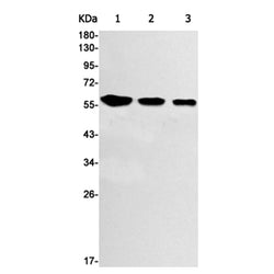 AKT1 (phospho-Ser473) rabbit monoclonal antibody