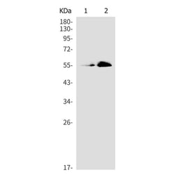 AKT1 (phospho-Thr450) rabbit monoclonal antibody