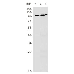 ALCAM rabbit monoclonal antibody