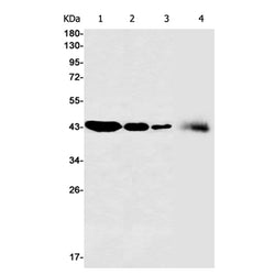 ALKBH1 rabbit monoclonal antibody