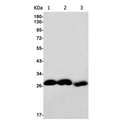 ALKBH2 rabbit monoclonal antibody