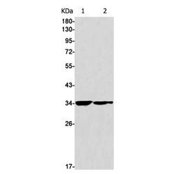ALKBH4 rabbit monoclonal antibody