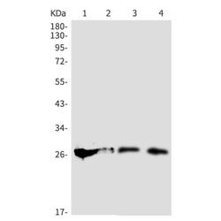 ALYREF rabbit monoclonal antibody